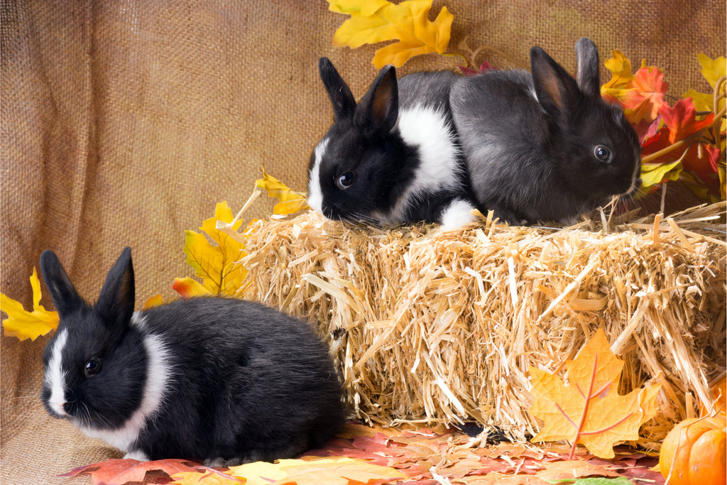 Tricks and treats for rabbits Newhay