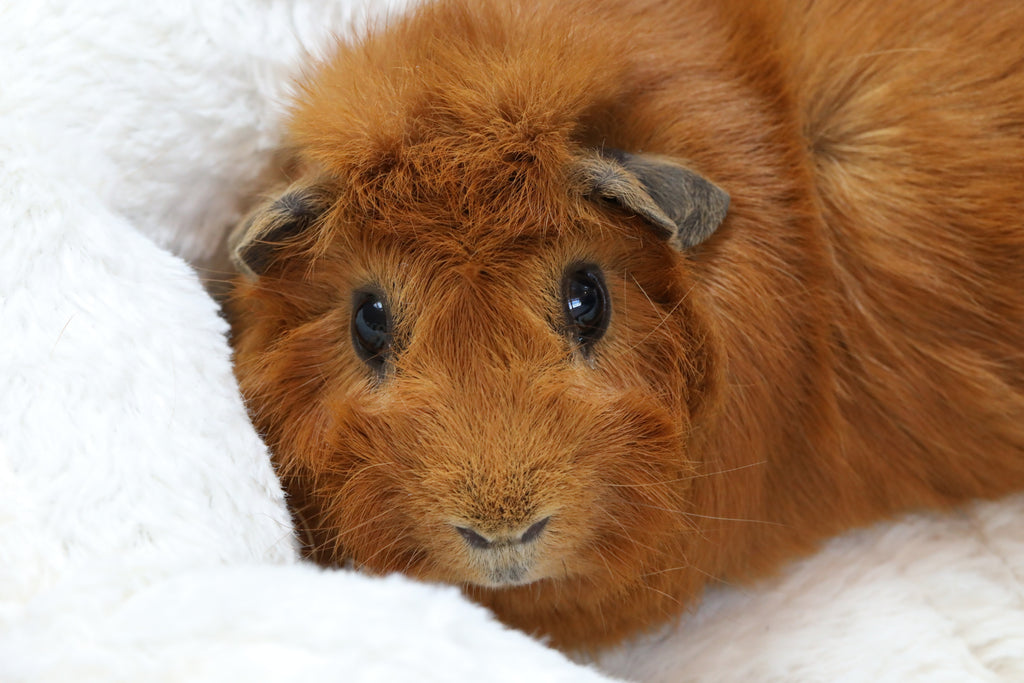 Can guinea pigs eat regular clearance hay