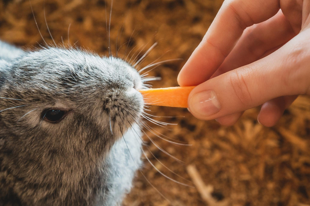 Fruit Vegetables to Feed Your Pet Rabbit Newhay